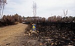 Jakobsweg (Caminho Português): Gelber Pfeil zwischen verbrannten Büschen - Distrito de Viana do Castelo