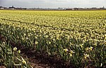Blumenfelder: Narzissen (Narcissus) - Lisse