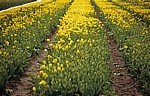 Blumenfelder: Tulpen (Tulipa) - Lisse