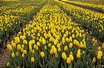 Blumenfelder: Tulpen (Tulipa) - Lisse