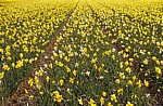 Blumenfelder: Narzissen (Narcissus) - Lisse