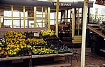 Bloemenmarkt (Schwimmender Blumenmarkt): Verkaufsstand - Amsterdam