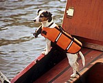 Hund (Jack Russell) mit Schwimmweste - Amsterdam