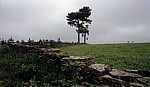 Jakobsweg (Camino Francés): Auf dem Weg nach Aguíada - Bäume auf einer Wiese - Galicia
