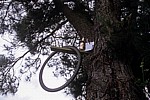 Jakobsweg (Camino Francés): Alter Fahrradreifen und leere Bierflasche in einem Baum  - Galicia
