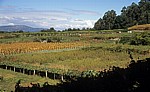 Jakobsweg (Caminho Português): Wein- und Maisfelder - Pontevedra