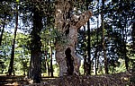 Jakobsweg (Caminho Português): Zwischen Tivo und Caldas de Reis – Eichen (Quercus) - Galicia
