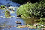 Jakobsweg (Caminho Português): Junger Schwarzstorch (Ciconia nigra) im Río Umia - Caldas de Reis
