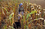 Jakobsweg (Caminho Português): Auf dem Weg nach O Pino – Bäuerin bei der Maisernte - Galicia