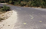 Jakobsweg (Caminho Português): Zwischen Milladoíro und Santiago – Gelbe Pfeile auf der Straße weisen den Weg - Galicia