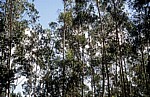 Jakobsweg (Camino a Fisterra): Eukalyptusbäume (Eucalyptus) - Galicia