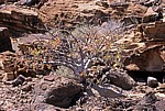 Vegetation in der Wüste - Twyfelfontein