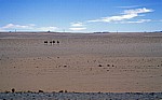 B4 (Aus nach Lüderitz): Afrikanische Sträuße (Struthio camelus) im Diamantensperrgebiet  - Karas