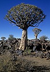 Köcherbaumwald: Köcherbäume (Aloe dichotoma) - Karas
