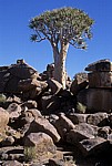 Spielplatz der Riesen: Köcherbaum (Aloe dichotoma) - Karas