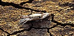 River Mersey: Tote Sandkrabbe (Necora puber) auf ausgetrocknetem Boden - Hale