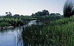 Wasserführender Kanal im Delta - Okavango-Delta