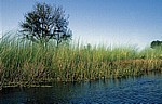 Vegetation im Delta - Okavango-Delta