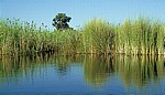 Vegetation im Delta - Okavango-Delta