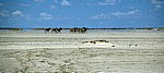 Ntwetwe Pan (Salzpfanne): Steppenzebras (Equus quagga) - Makgadikgadi-Pfannen