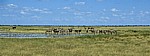 Ntwetwe Pan (Salzpfanne): Steppenzebras (Equus quagga)  - Makgadikgadi-Pfannen