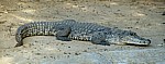 Krokodilfarm: Nilkrokodil (Crocodylus niloticus) - Otjiwarongo