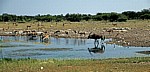 Chudop-Wasserloch: Spießbock (Oryx gazella), Springböcke (Antidorcas marsupialis) und Kuhreiher (Bubulcus ibis) - Etosha Nationalpark