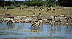 Chudop-Wasserloch: Springböcke (Antidorcas marsupialis) - Etosha Nationalpark