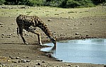 Chudop-Wasserloch: Giraffe (Giraffa camelopardalis) beim Trinken - Etosha Nationalpark