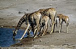 Chudop-Wasserloch: Giraffen (Giraffa camelopardalis) beim Trinken - Etosha Nationalpark