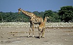Chudop-Wasserloch: Giraffe (Giraffa camelopardalis) mit Jungem - Etosha Nationalpark