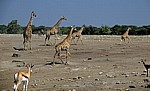 Chudop-Wasserloch: Giraffen (Giraffa camelopardalis) - Etosha Nationalpark