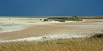 Etoshapfanne: Spießböcke (Oryx gazella) - Etosha Nationalpark