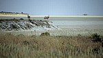 Etoshapfanne: Spießböcke (Oryx gazella) - Etosha Nationalpark
