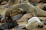 Südafrikanische Seebären (Arctocephalus pusillus) - Cape Cross