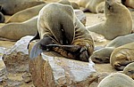 Südafrikanischer Seebär (Arctocephalus pusillus) - Cape Cross