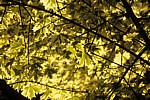 Weißbunter Spitz-Ahorn (Acer platanoides 'Drummondii') - Cavendish
