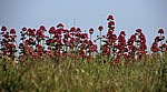 Rote Spornblumen (Centranthus ruber) - Aldeburgh