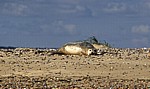 Blakeney National Nature Reserve: Blakeney Point - Junger Seehund (Phoca vitulina) - Norfolk