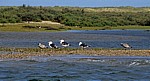 Blakeney National Nature Reserve: Mantelmöwen (Larus marinus) - Norfolk