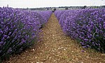 Feld mit Echtem Lavendel (Lavandula angustifolia) - Norfolk