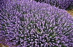 Echter Lavendel (Lavandula angustifolia) - Norfolk