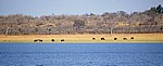 Fähre Kariba - Mlibizi: Afrikanische Elefanten (Loxodonta africana) am Ufer - Lake Kariba