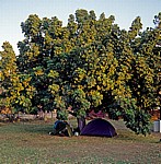 Victoria Falls Rest Camp: Zelt mit diversem Campingequipment unter einem Baum - Victoria Falls