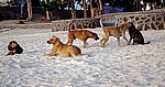 Hunde am Strand - Pereybere