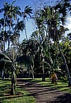 Sir Seewoosagur Ramgoolam Botanical Garden (Pamplemousses Botanical Garden): Diverse Palmen - Pamplemousses