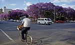 African Unity Square mit blühenden Palisanderholzbäumen (Jacaranda mimosifolia) - Harare