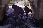 Rinder in einem kleinen Fluß unter einer Brücke - Manicaland Province