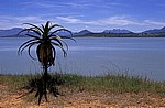 Osborne Dam (Erdschüttungsstaudamm): Aloe (Aloe) - Manicaland Province