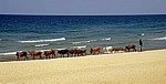 Hirte mit seinen Rindern am Strand des Malawisees - Kande Beach